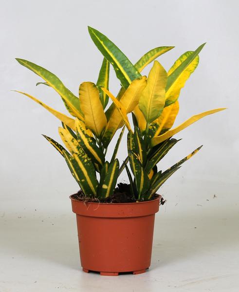Croton Sunny Star
