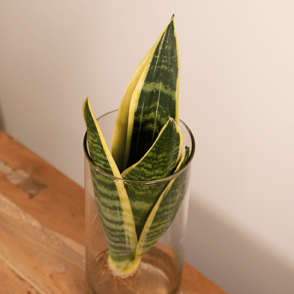 Sansevieria in Cilinderglas – Stijlvolle Groenblijver voor Elk Interieur
