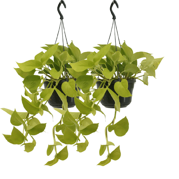 Epipremnum Golden Pothos (Scindapsus) - 2 stuks