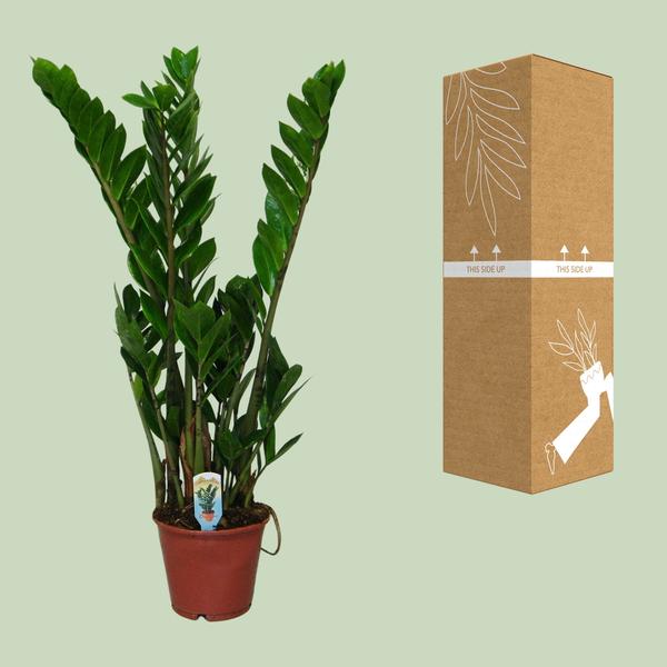 Zamioculcas Zamiifolia