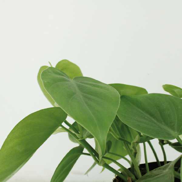 Philodendron Scandens - set van 2