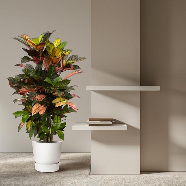 Codiaeum (Croton) Iceton vertakt