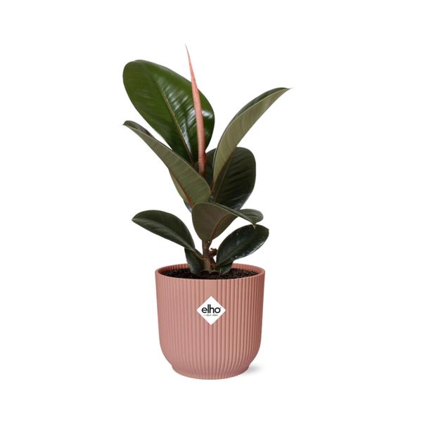 Ficus Elastica ‘Robusta’ in ELHO Vibes Fold roze