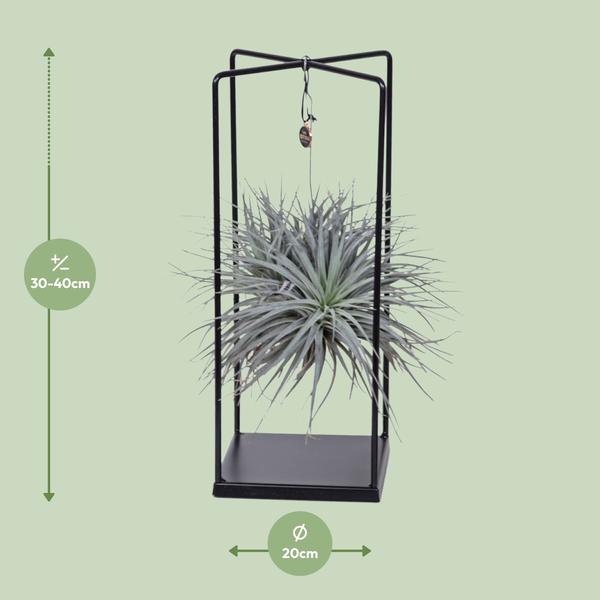 Tillandsia Cube Mix 1 stuk