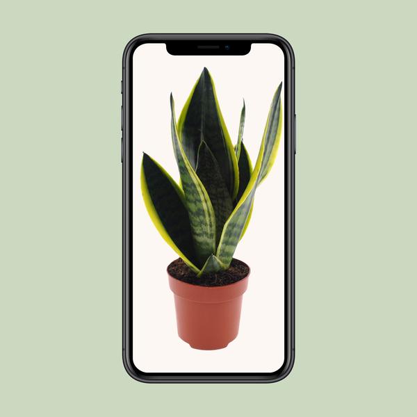 Sansevieria Futura Superba