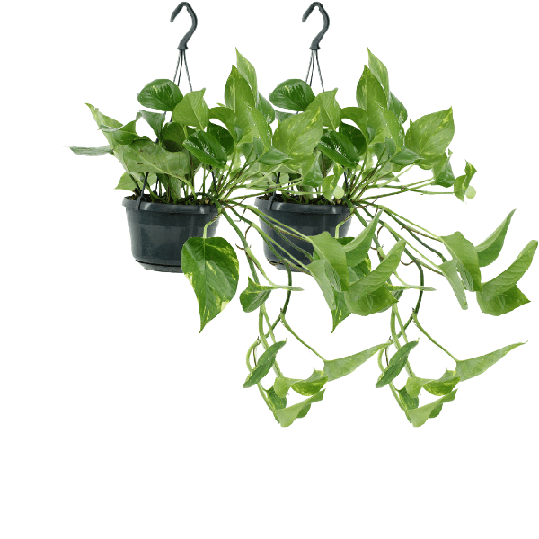 Epipremnum Aureum - Scindapsus - 25cm - ø15 set van 2