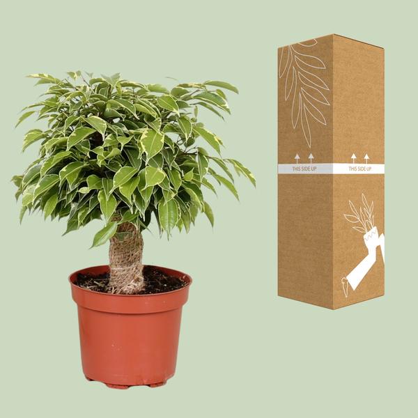Ficus Benjamina Kinky