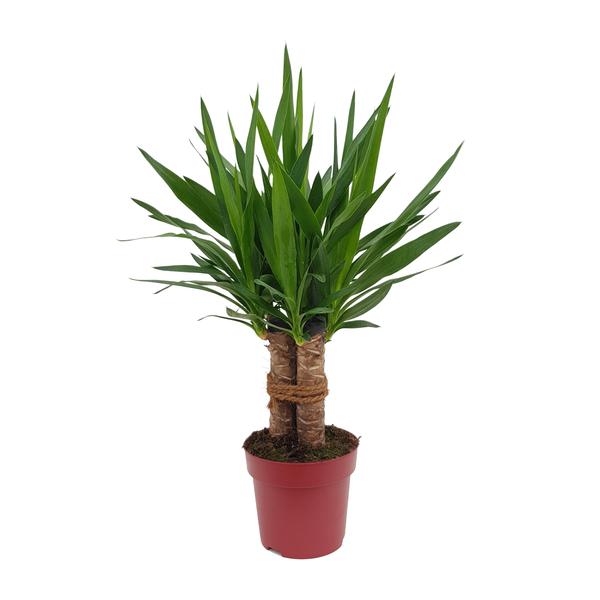 Yucca "Tres Cañas" 30 Stam