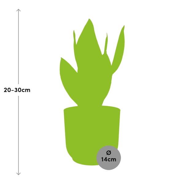 Sansevieria Futura Superba in ELHO Vibes Fold geel