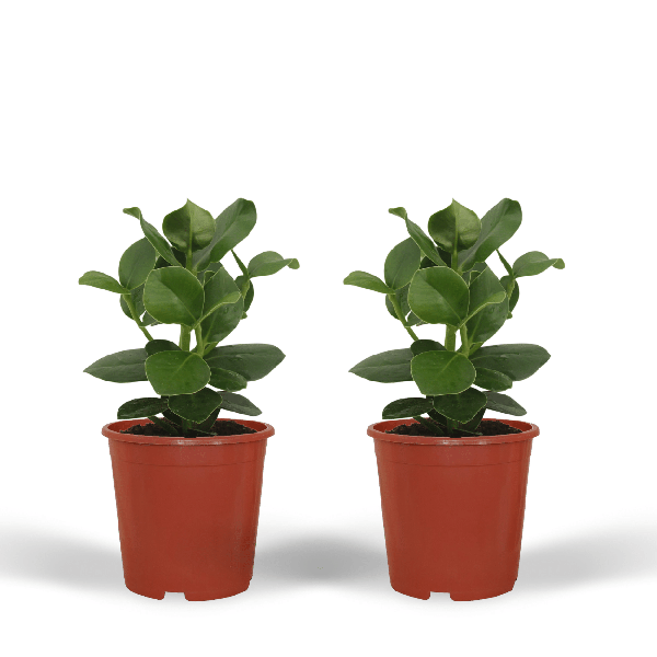 Clusia Princess (Handtekeningboom) 2 stuks