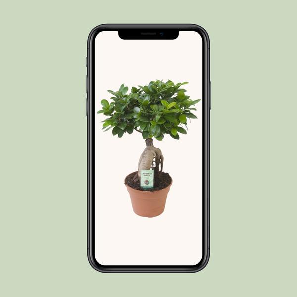 Ficus Ginseng