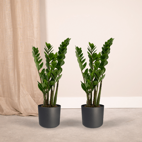 Zamioculcas Zamiifolia - Emerald palm - 50cm - ø14 set van 2