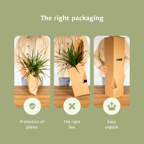 Verrassingsbox