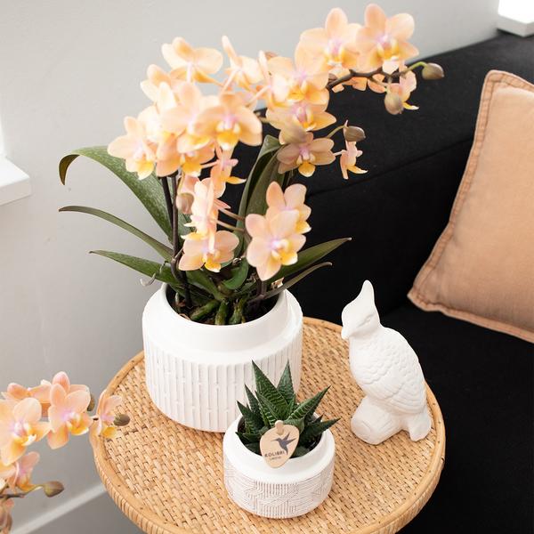 Orchids - Surprise box mix -verrassingsbox met 4 verschillende orchideeën