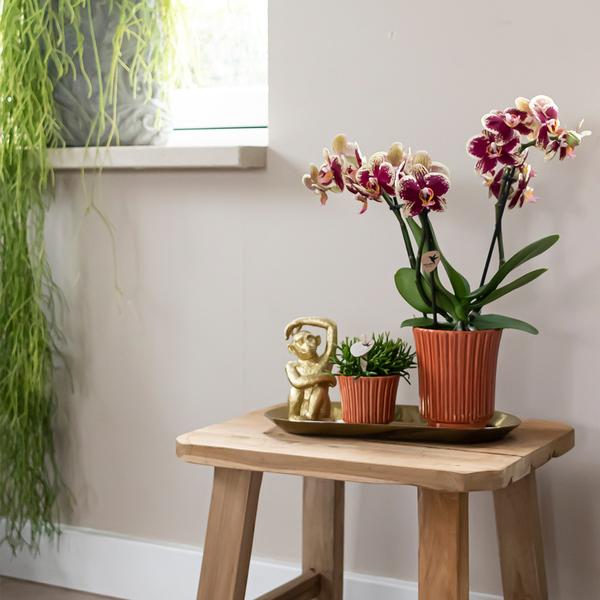 Orchids - Surprise box eenkleurig - verrassingsbox met 4 verschillende orchideeën