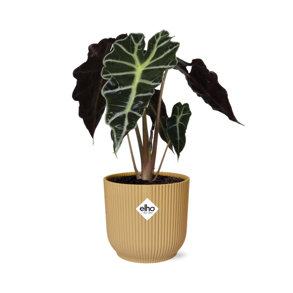 #AlocasiaPolly #IndoorPlants #Houseplants #DecorativePlants #PottedPlants #14cmPot #YellowPot #ELHOVibes #VibesFoldPot #ModernPlantDesign #TropicalPlants #EvergreenPlants #OrnamentalPlants #LowMaintenancePlants #HomeDecor #OfficePlants #LivingRoomPlants #UniqueHouseplants #EasyCarePlants #StatementPlant #GreeneryDecor #PlantLovers #UrbanJungle #PlantParenthood #AirPurifyingPlants