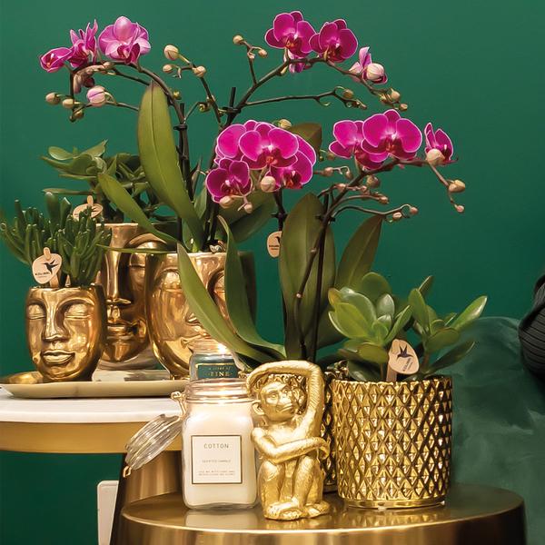 Paarse Phalaenopsis orchidee - Morelia + Diamond sierpot goud