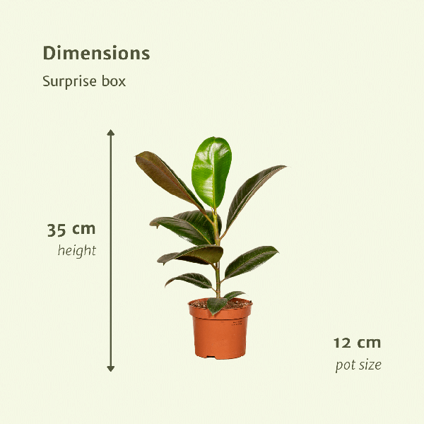 Verrassingsbox