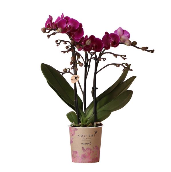 Paarse phalaenopsis orchidee - Morelia