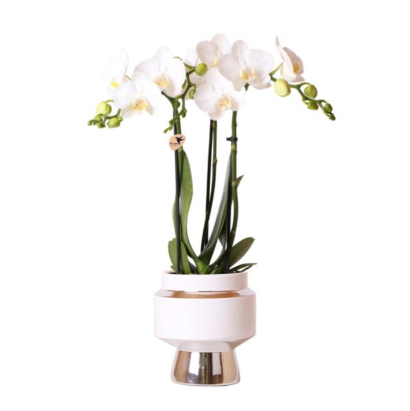 Witte Phalaenopsis orchidee – Amabilis + Le Chic sierpot zilver