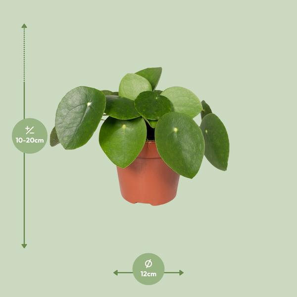 Pilea Peperomiodes - Pannekoekenplant