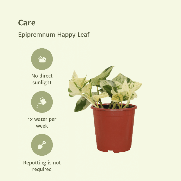 Epipremnum Happy Leaf - Scindapsus - 15cm - ø12 kwartet