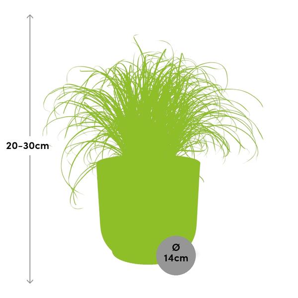Cyperus Alternifolius Zumula in ELHO Vibes Fold roze