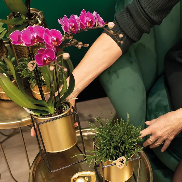 Orchids - Surprise box eenkleurig - verrassingsbox met 4 verschillende orchideeën