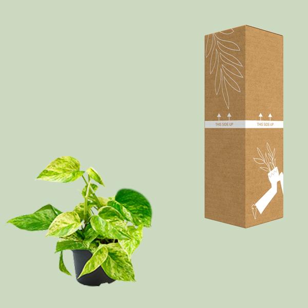 Epipremnum Marble Queen - Scindapsus