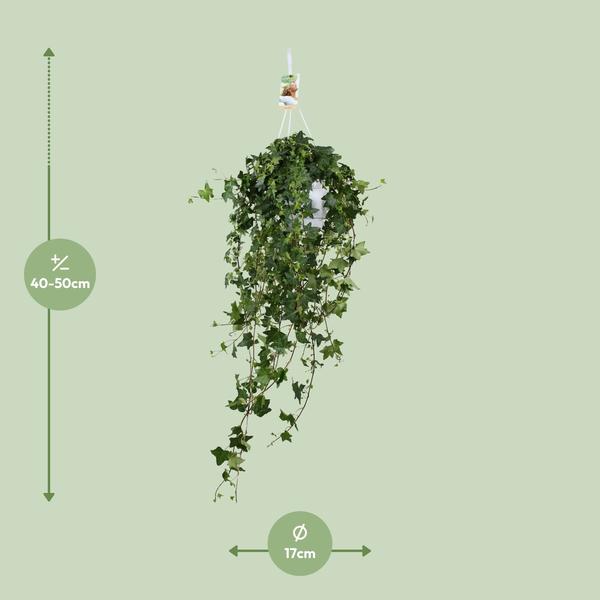 Hedera Helix Pitsburg - Hang/XXL