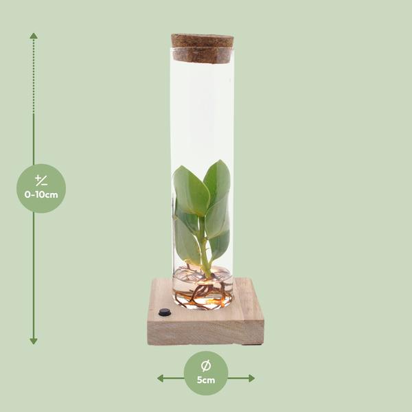 Clusia In Tube Glas + LED