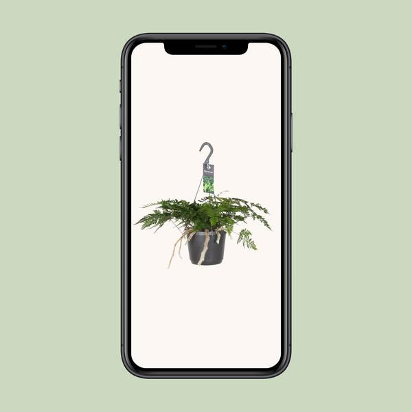 Humata Tyermannii