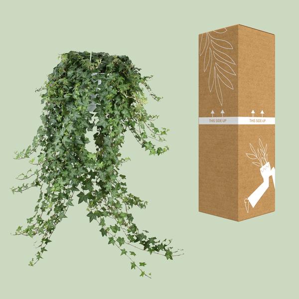 Hedera Helix Pitsburg - Hang/XXL