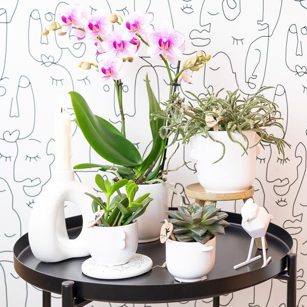 Roze Phalaenopsis orchidee - Mineral Rotterdam