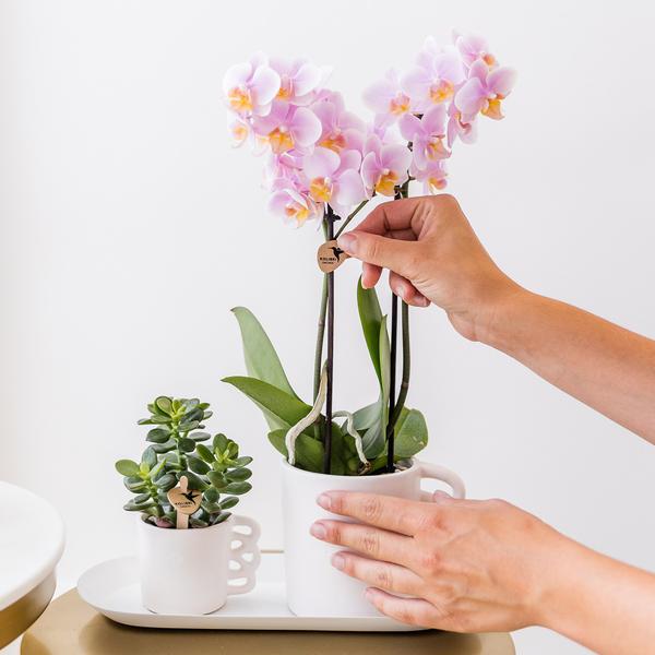 Orchids - Surprise box mix -verrassingsbox met 4 verschillende orchideeën