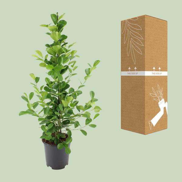Ficus microcarpa Moclame