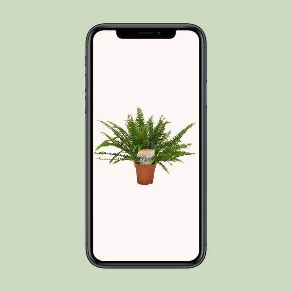 Nephrolepis Green Lady