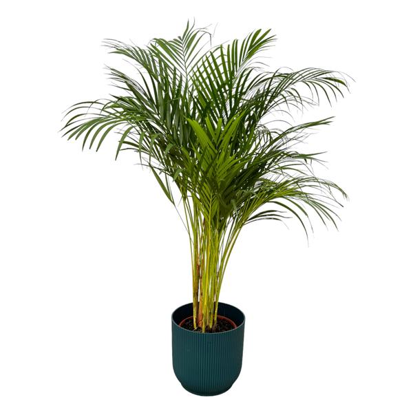 Areca palm inclusief elho Vibes Fold Round blauw