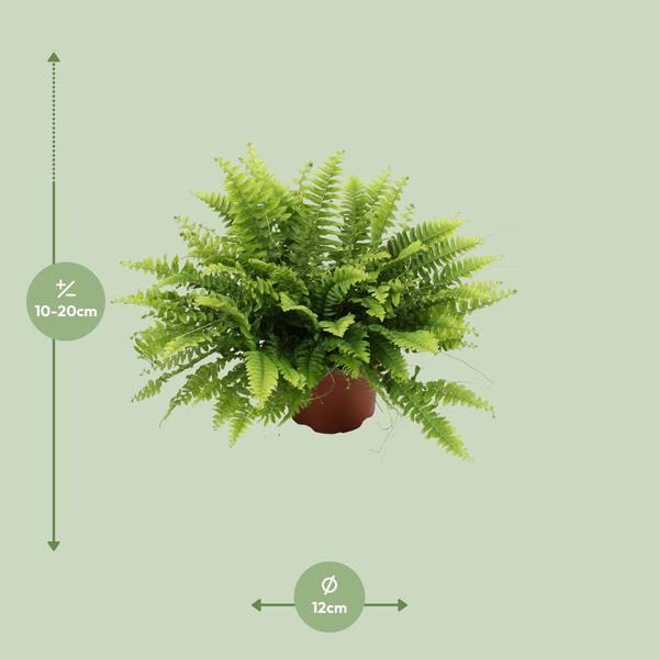 Nephrolepis Boston Green Moment