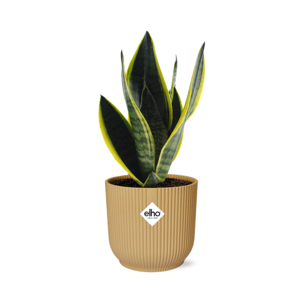 Sansevieria Futura Superba in ELHO Vibes Fold geel