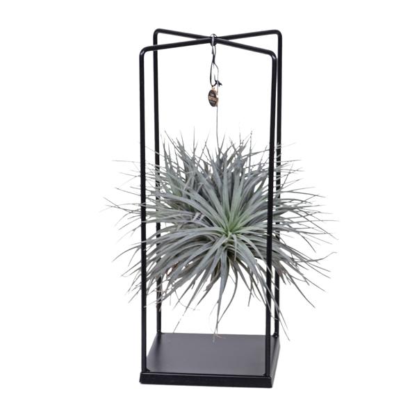 Tillandsia Cube Mix 1 stuk