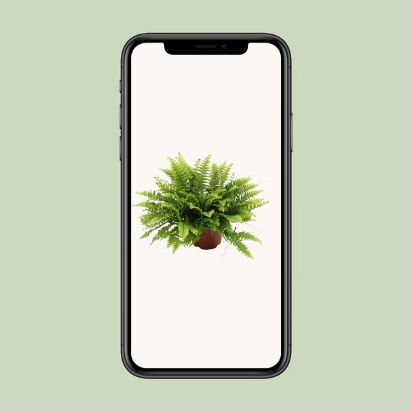 Nephrolepis Boston Green Moment