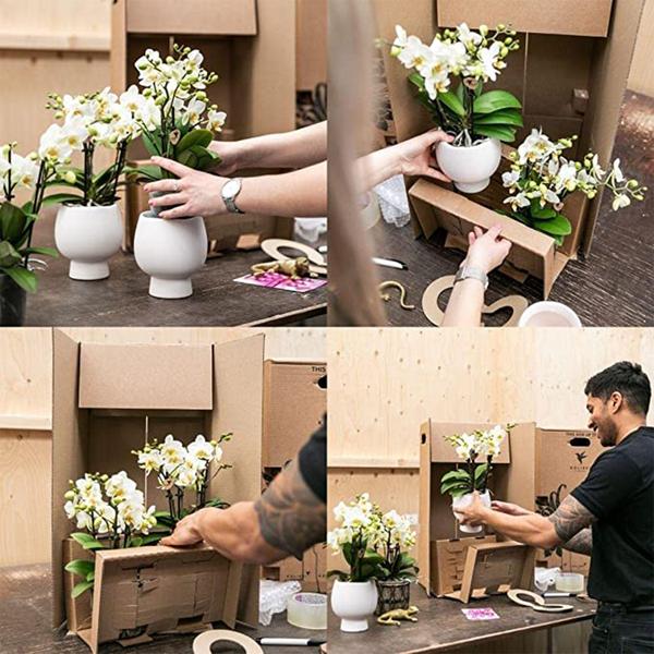 Roze Phalaenopsis orchidee - Mineral Rotterdam