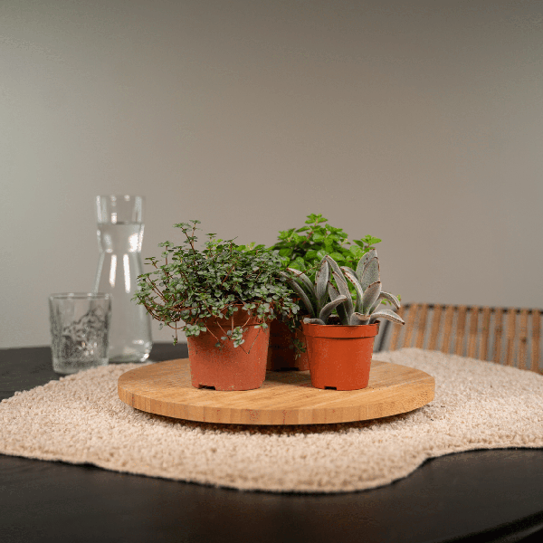 Succulenten Mix - 18 stuks - 10 cm - Ø8,5
