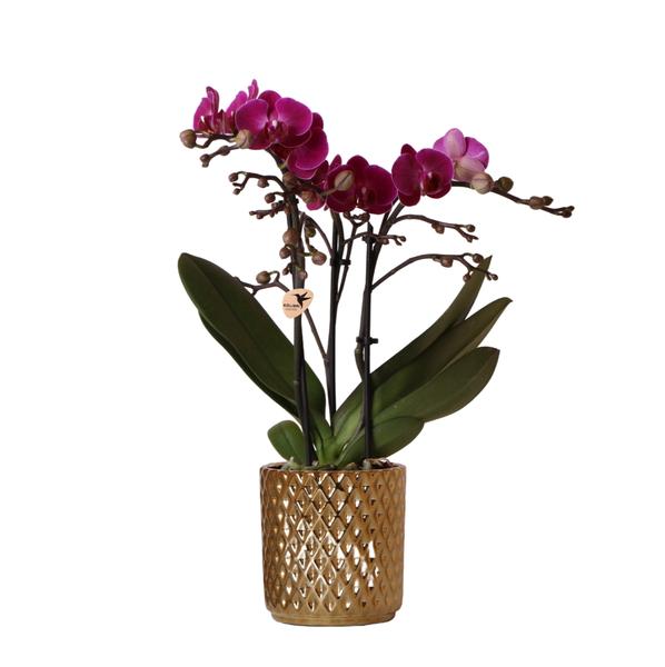 Paarse Phalaenopsis orchidee - Morelia + Diamond sierpot goud