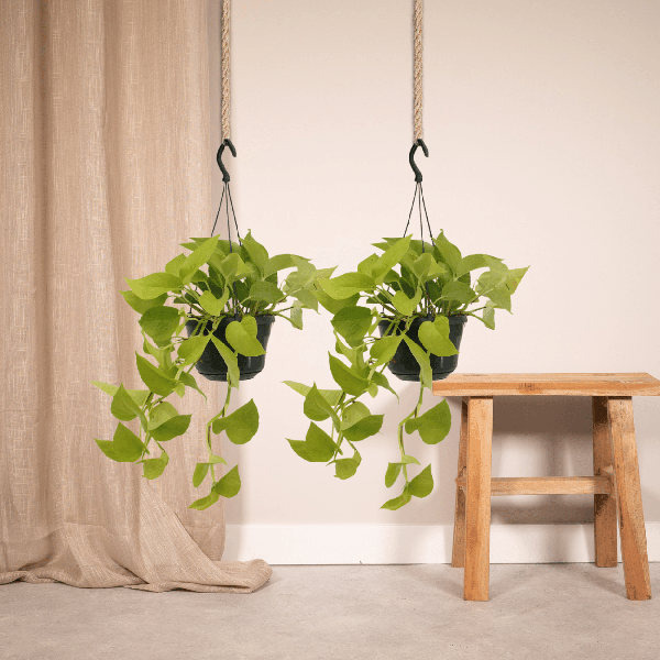 Epipremnum Golden Pothos (Scindapsus) - 2 stuks