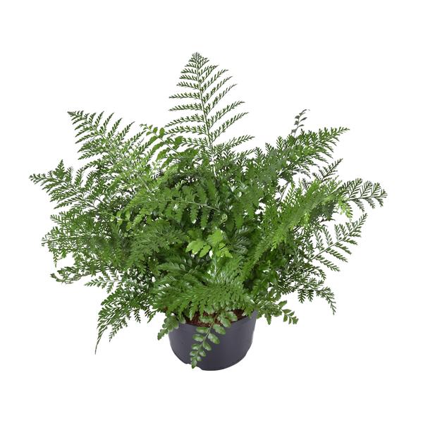 Asplenium Parvati