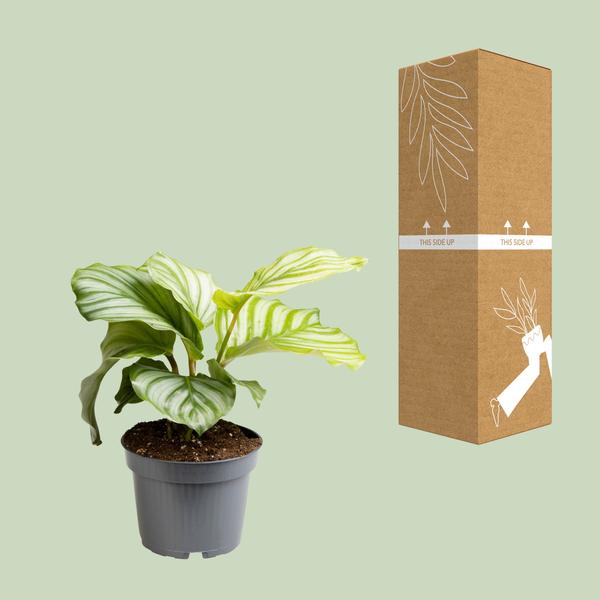 Calathea Orbifolia