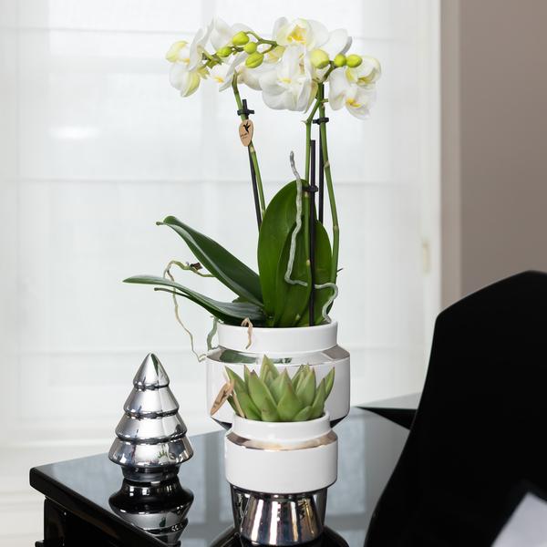Witte Phalaenopsis orchidee – Amabilis + Le Chic sierpot zilver