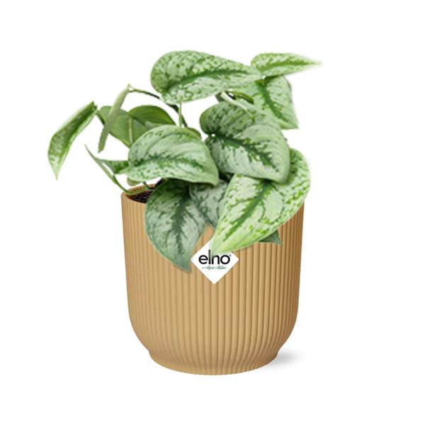 Scindapsus Pictus ‘Trebie’ in ELHO Vibes Fold geel